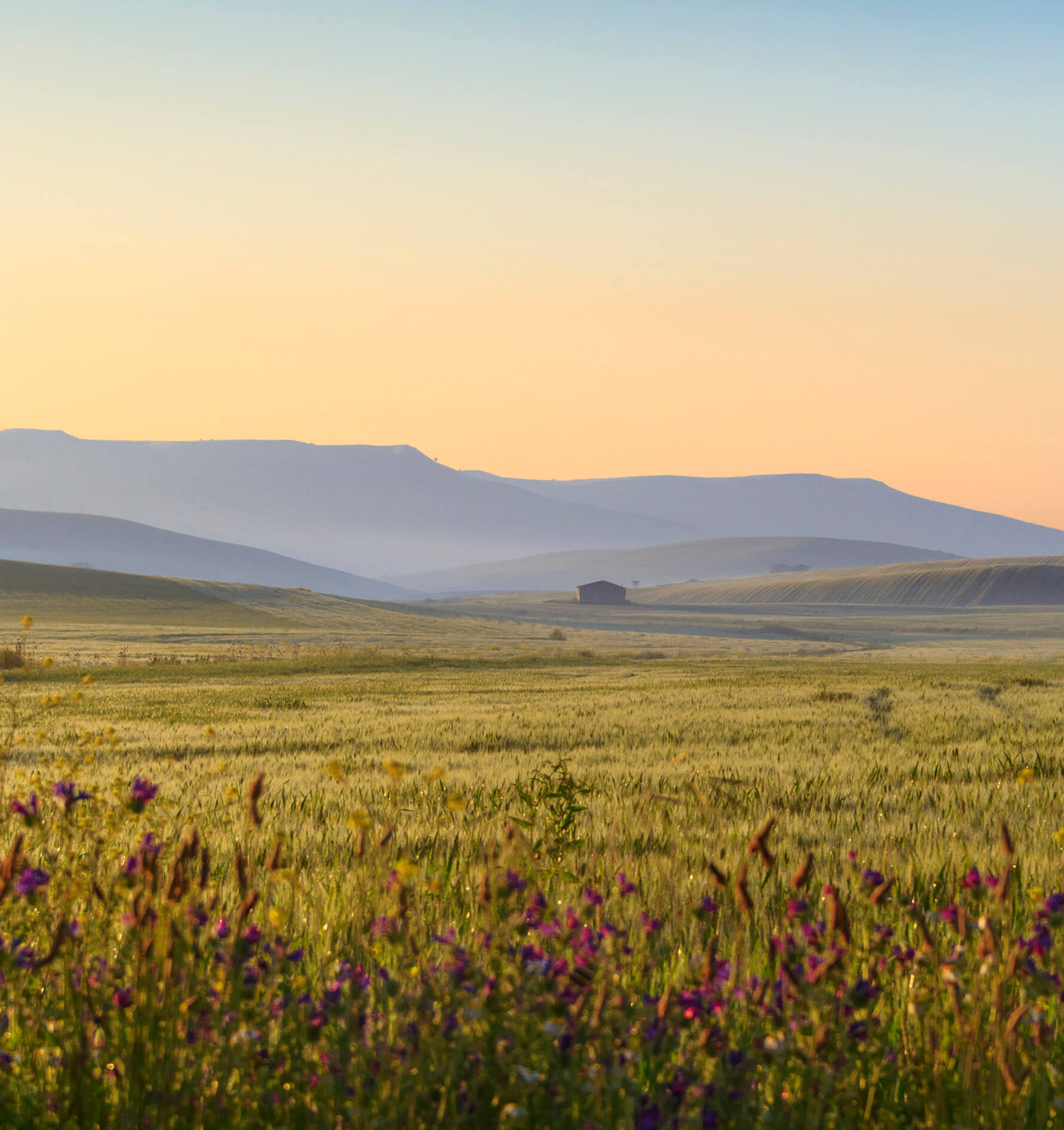 Texas landscape